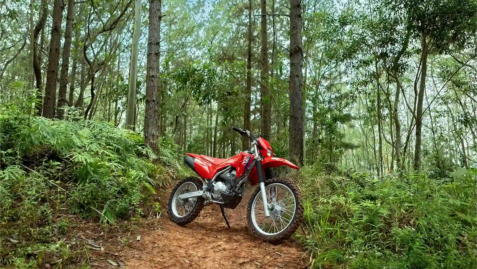Honda CRF300F na floresta